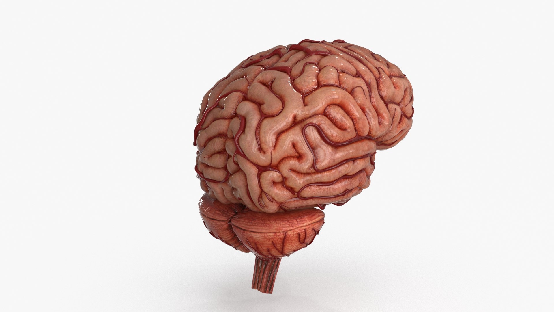 3D Brain https://p.turbosquid.com/ts-thumb/63/5FYR04/9T/brain_0013/jpg/1689866913/1920x1080/fit_q87/079f5c4462775746a49e6c743c75229966d08df0/brain_0013.jpg
