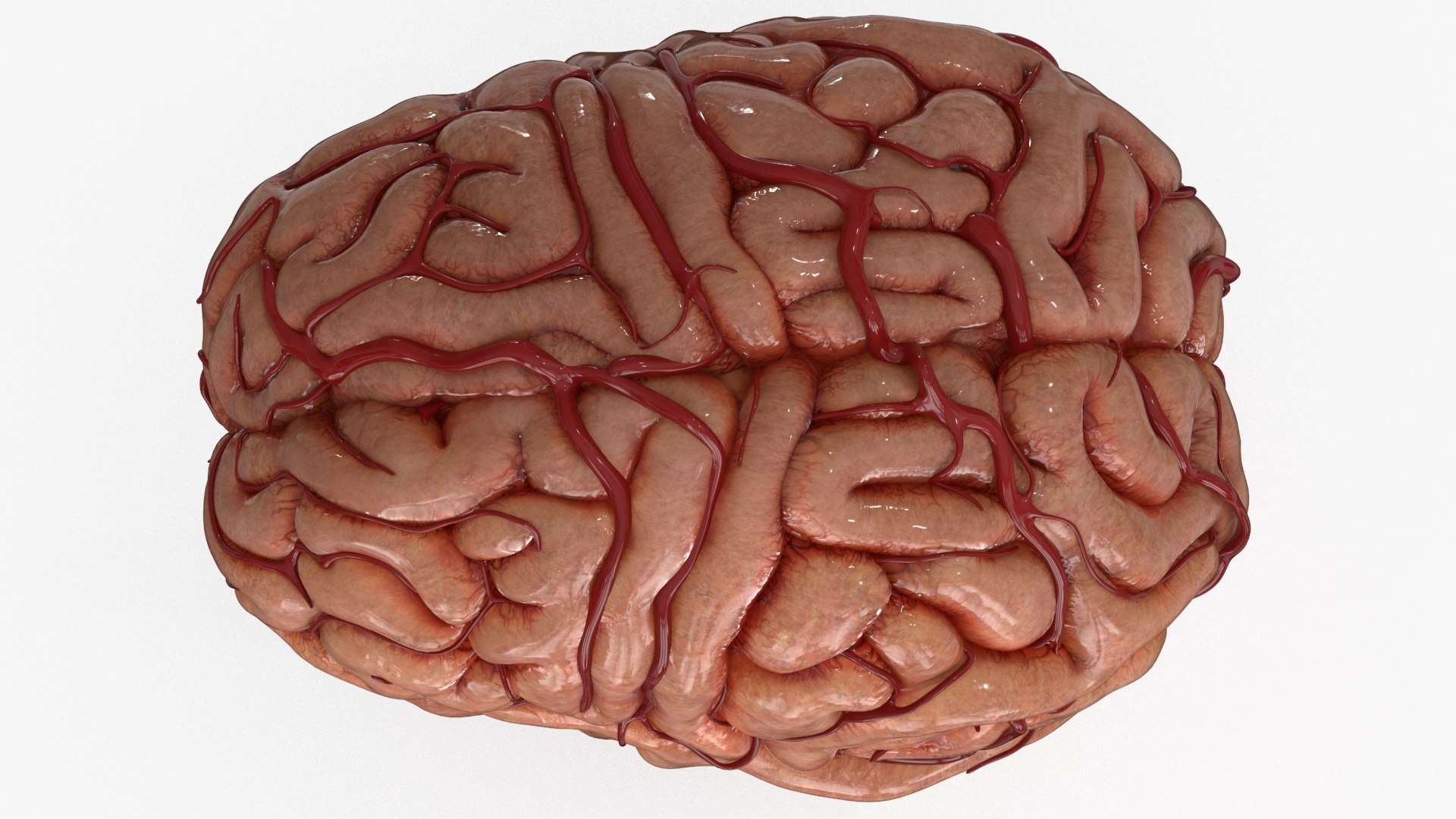 3D Brain https://p.turbosquid.com/ts-thumb/63/5FYR04/Ha/brain_0024/jpg/1689866924/1920x1080/fit_q87/4edf9efc42c0313bfd7a2588e428364556240c71/brain_0024.jpg