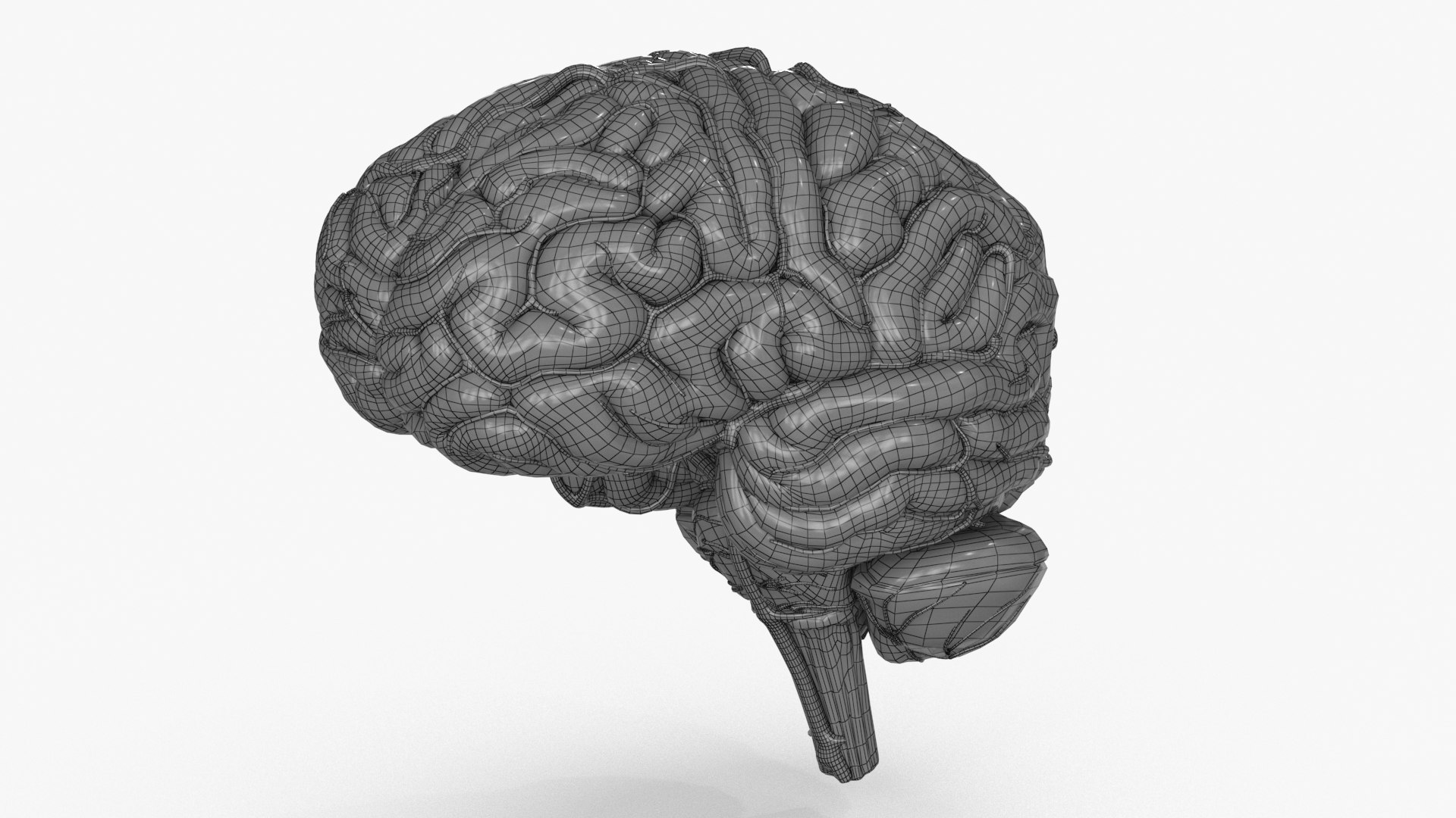 3D Brain https://p.turbosquid.com/ts-thumb/63/5FYR04/Pp/brain_0030/jpg/1689866930/1920x1080/fit_q87/789573503115cc824b21ab787b8c444f2cc9cc79/brain_0030.jpg