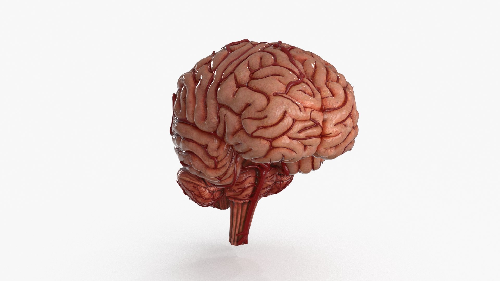3D Brain https://p.turbosquid.com/ts-thumb/63/5FYR04/R7/brain_0006/jpg/1689866894/1920x1080/fit_q87/09669a54b450108f1c24b85ccbfe8057eb604b49/brain_0006.jpg