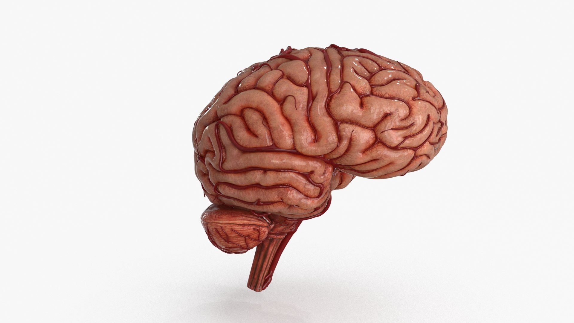 3D Brain https://p.turbosquid.com/ts-thumb/63/5FYR04/SH/brain_0009/jpg/1689866897/1920x1080/fit_q87/aeb9224bc73b375a46bedd0f5c0e0f7e807c6bb4/brain_0009.jpg