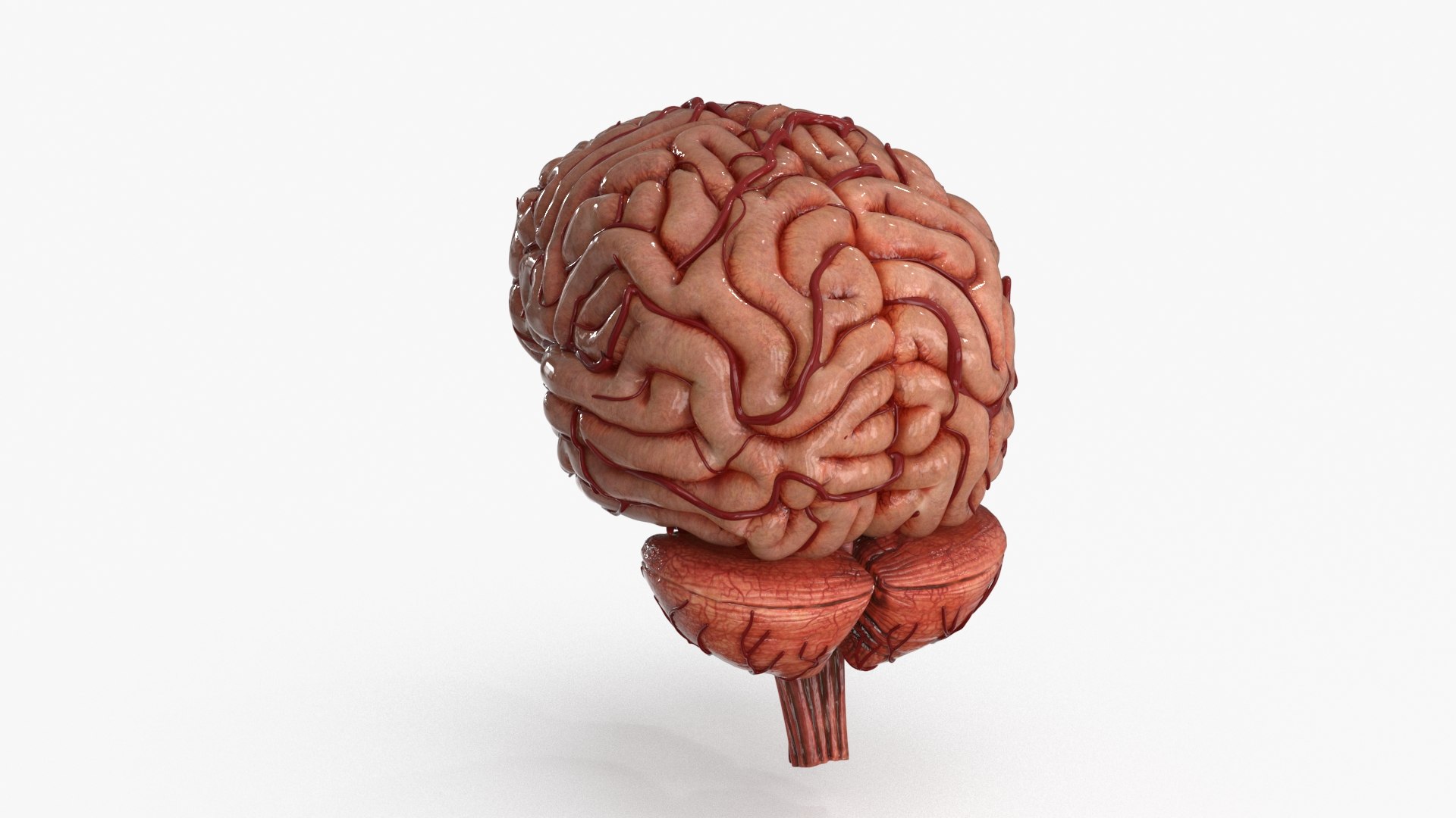3D Brain https://p.turbosquid.com/ts-thumb/63/5FYR04/U7/brain_0018/jpg/1689866907/1920x1080/fit_q87/160b37cee099f484fc5e834816d647b4e941bff8/brain_0018.jpg