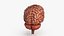 Brain