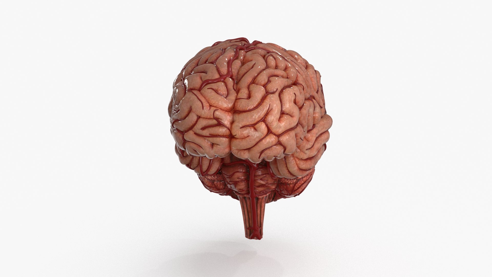 3D Brain https://p.turbosquid.com/ts-thumb/63/5FYR04/XB/brain_0004/jpg/1689866897/1920x1080/fit_q87/f59b59f6b7cdf141e427a6522c9e61216a29a5b7/brain_0004.jpg