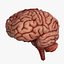 Brain