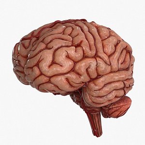Brain