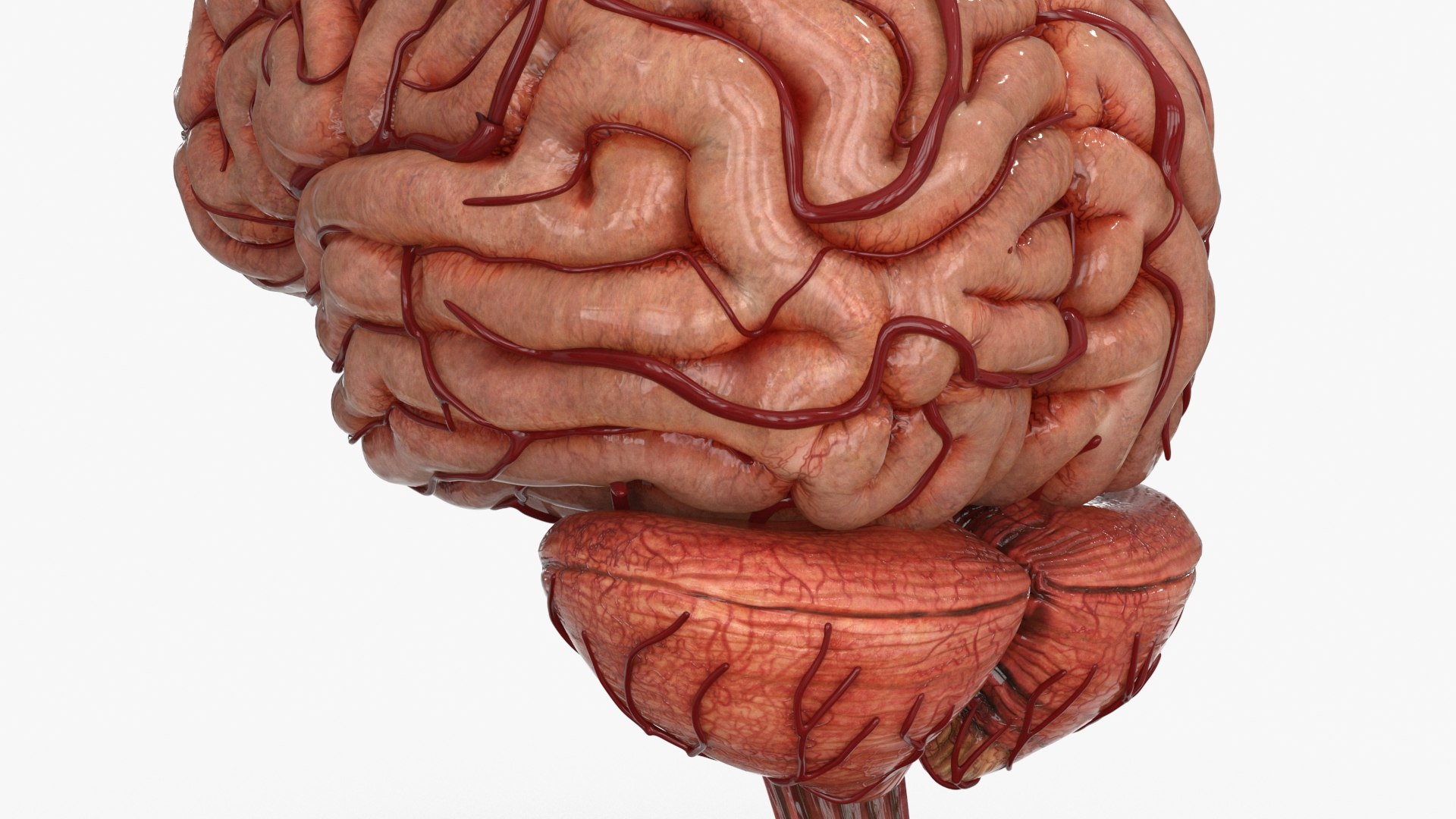 3D Brain https://p.turbosquid.com/ts-thumb/63/5FYR04/mo/brain_0025/jpg/1689866924/1920x1080/fit_q87/e6180becfee67e232a864c64522e1f37a18f84a2/brain_0025.jpg