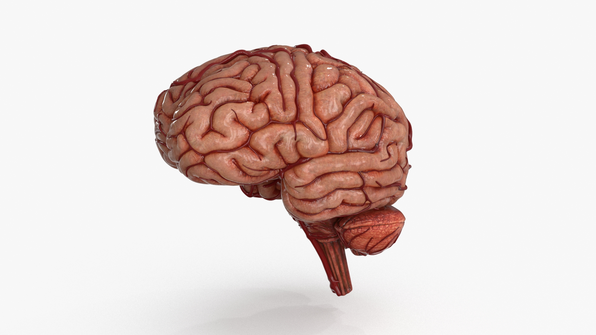 3D Brain https://p.turbosquid.com/ts-thumb/63/5FYR04/nZ/brain/jpg/1689866944/1920x1080/turn_fit_q99/3f7011795ba53fec5470a10d89fb47a75bbbdac5/brain-1.jpg
