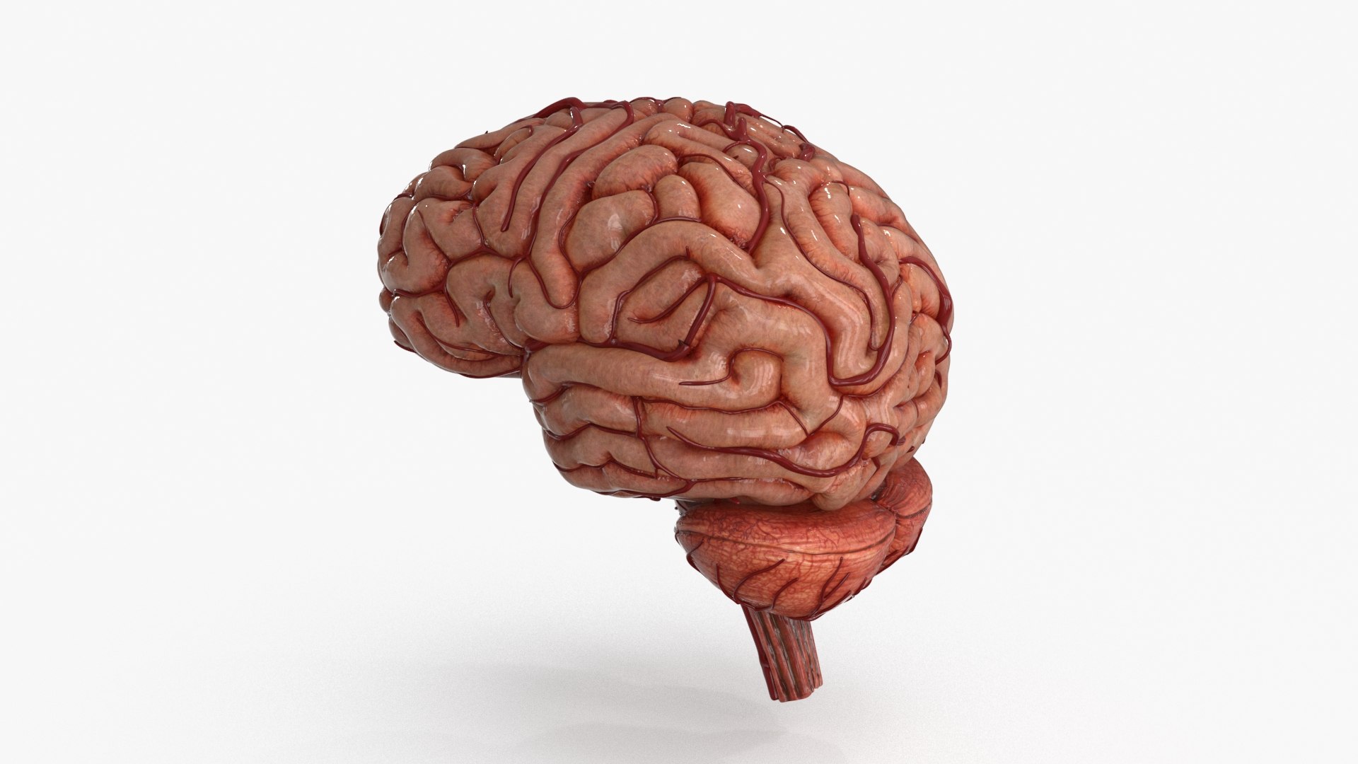 3D Brain https://p.turbosquid.com/ts-thumb/63/5FYR04/oi/brain_0020/jpg/1689866914/1920x1080/fit_q87/f4404fc371ef1aca0eb434842aa7f1a338947f68/brain_0020.jpg
