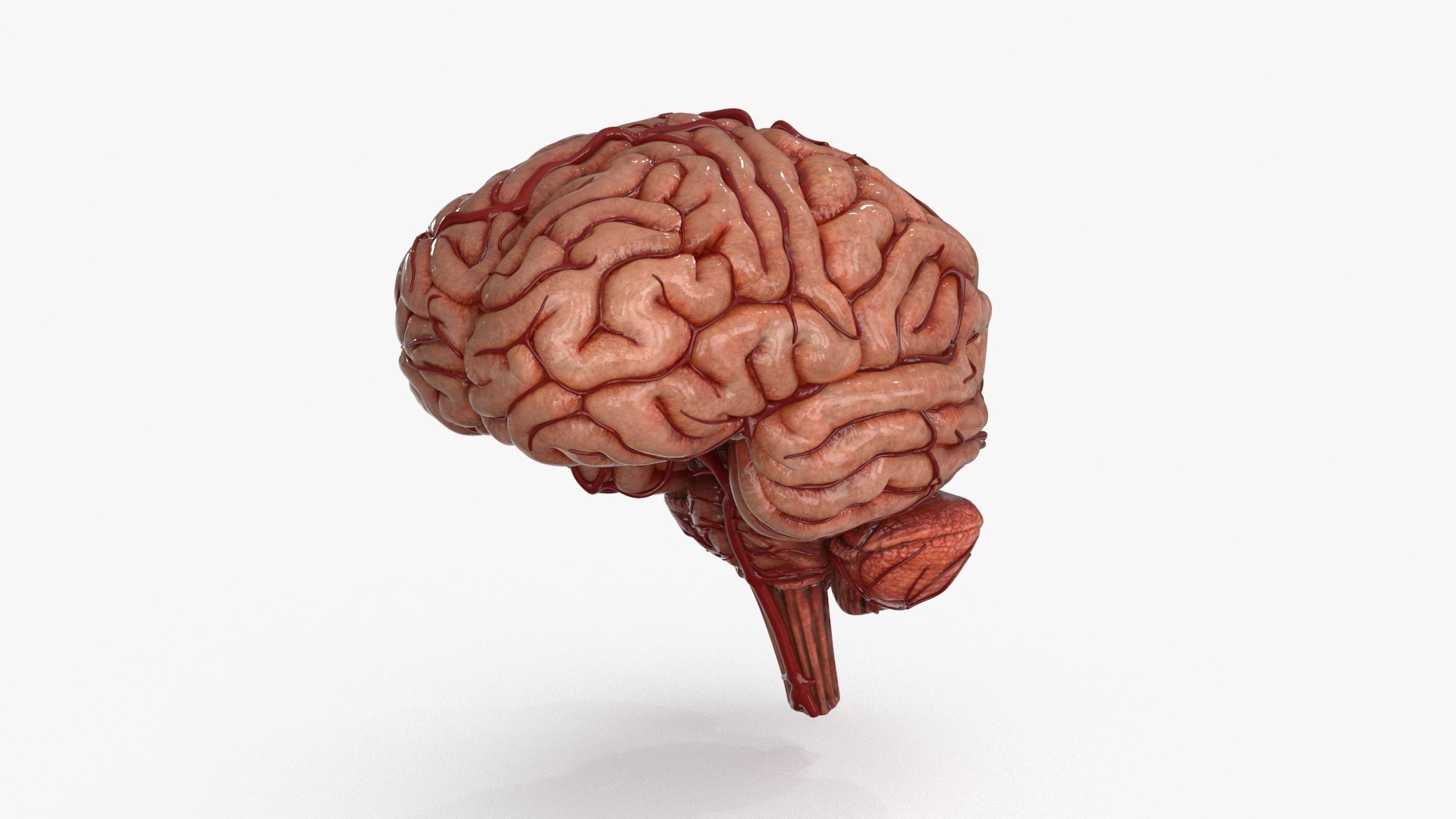 3D Brain https://p.turbosquid.com/ts-thumb/63/5FYR04/rp/brain_0002/jpg/1689866885/1920x1080/fit_q87/354b2c26577d348736cd5969740f996753e3b972/brain_0002.jpg