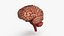 Brain