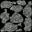 Brain
