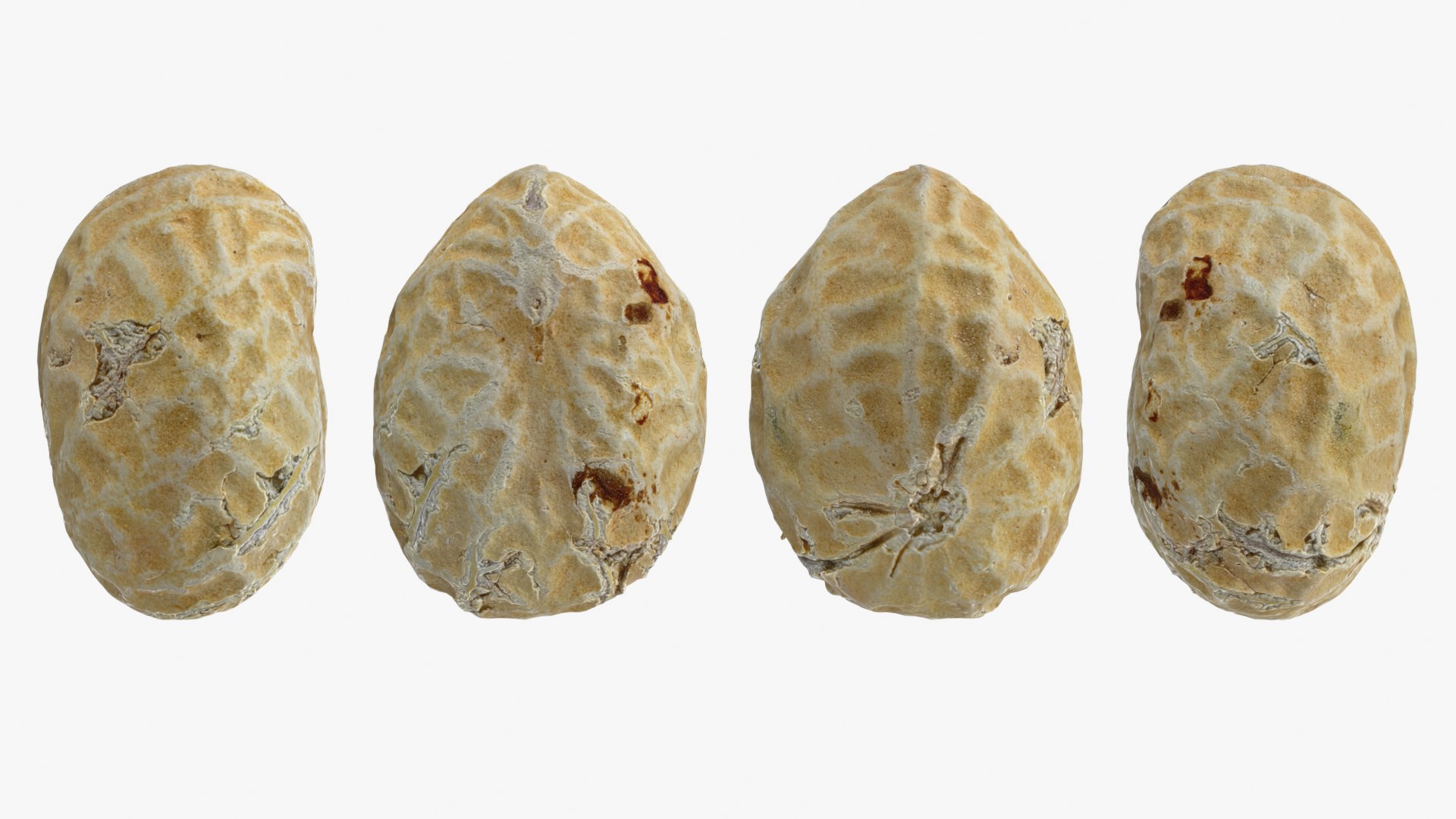 Single Peanut Shell 3D model https://p.turbosquid.com/ts-thumb/63/9IdLVC/3n/peanutshellsingle_0001b/png/1767464555/1920x1080/fit_q87/40007031f854df9bef203e1615bef781e666c315/peanutshellsingle_0001b.jpg