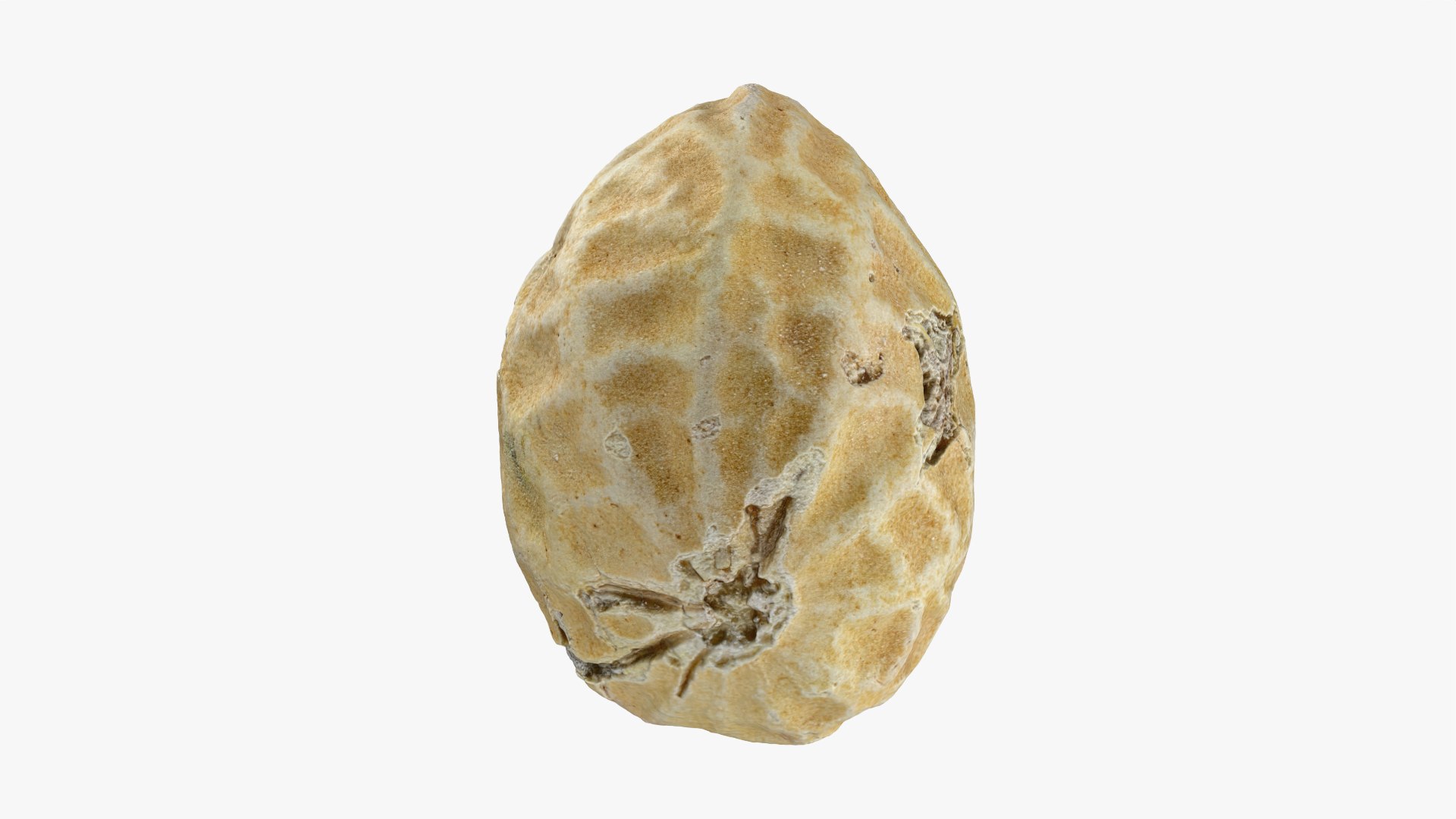 Single Peanut Shell 3D model https://p.turbosquid.com/ts-thumb/63/9IdLVC/51/peanutshellsingle_0002/png/1767464557/1920x1080/fit_q87/f228f97ee7f7bfc98ac3cd732765d30a1b29cc56/peanutshellsingle_0002.jpg