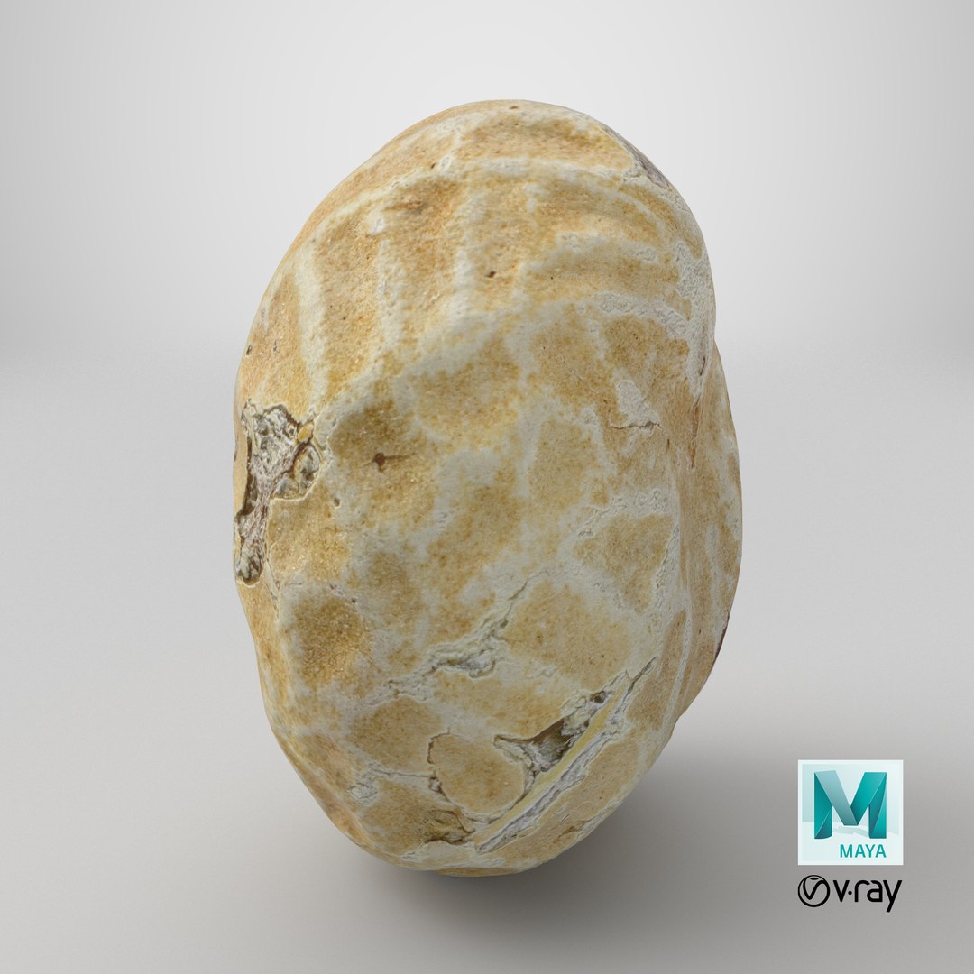 Single Peanut Shell 3D model https://p.turbosquid.com/ts-thumb/63/9IdLVC/HN/stemcell_maya_vray_render/png/1767899365/1920x1080/fit_q87/55d1c73efe00699f7f981914bf80cedc72bc3749/stemcell_maya_vray_render.jpg