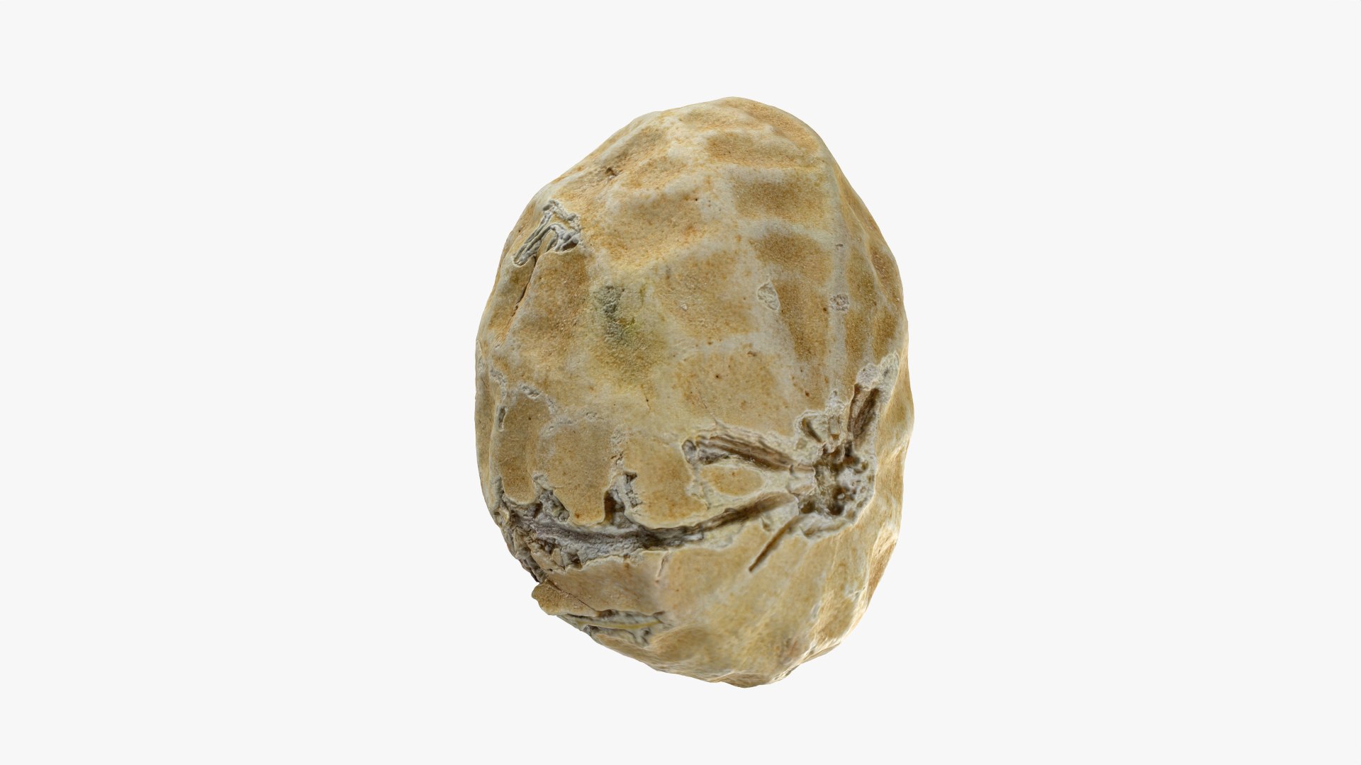 Single Peanut Shell 3D model https://p.turbosquid.com/ts-thumb/63/9IdLVC/HX/peanutshellsingle_0010/png/1767464581/1920x1080/fit_q87/99f7004885073c75f831f4697ea0f54a55d94b33/peanutshellsingle_0010.jpg