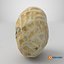 Coquille d'arachide simple