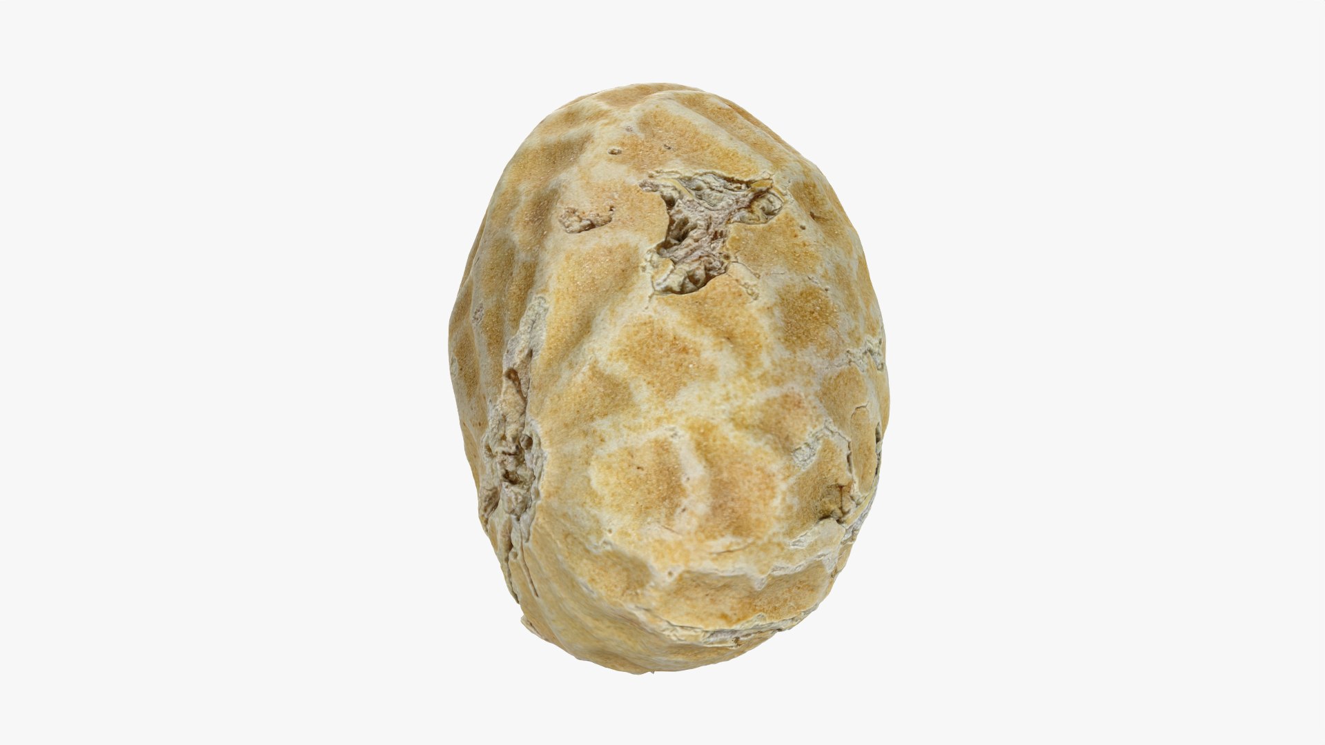 Single Peanut Shell 3D model https://p.turbosquid.com/ts-thumb/63/9IdLVC/Mx/peanutshellsingle_0005/png/1767464566/1920x1080/fit_q87/245c8a5bcaf6aef773c9a3900c2b1d6a3dede245/peanutshellsingle_0005.jpg