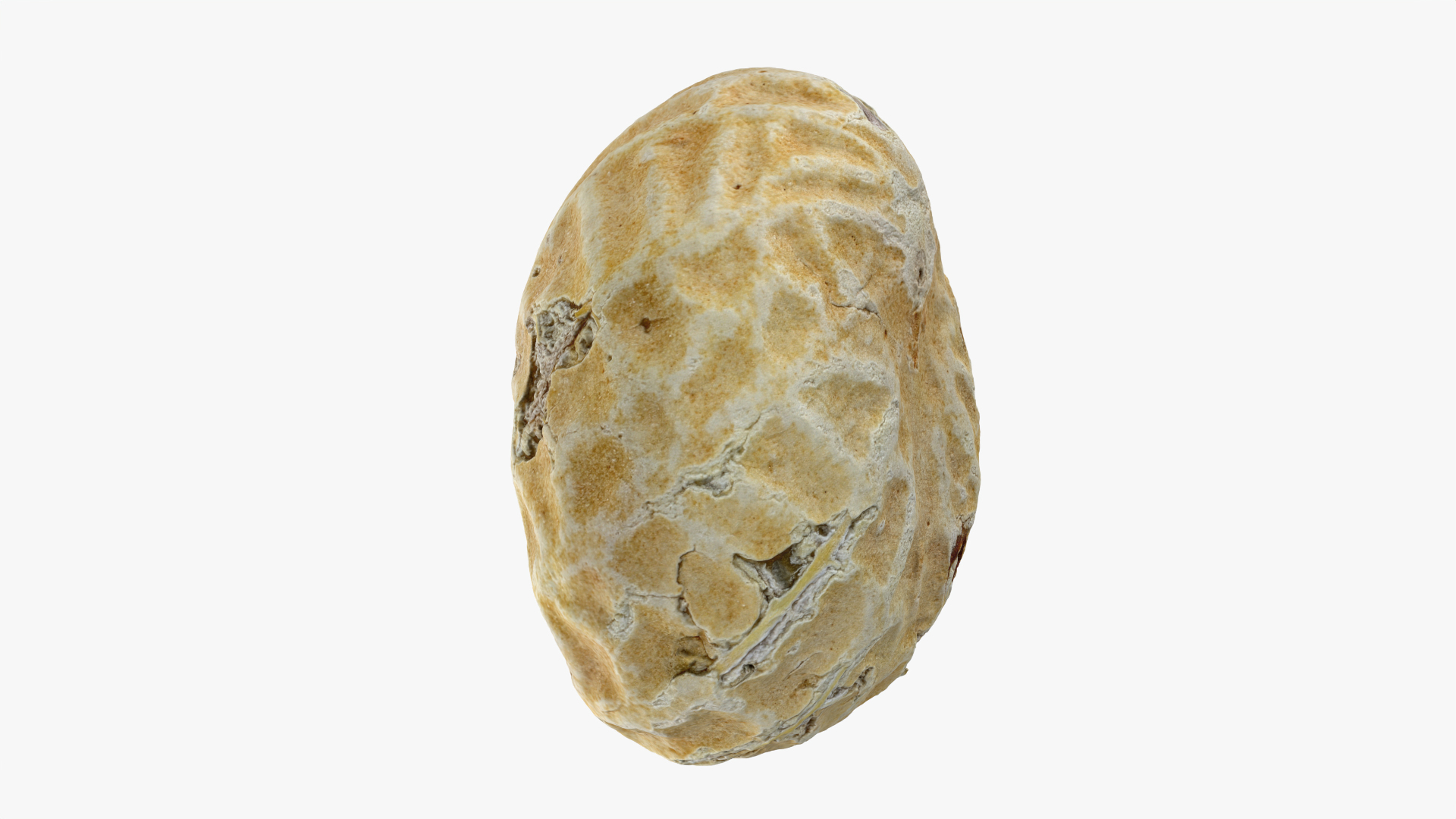 Single Peanut Shell 3D model https://p.turbosquid.com/ts-thumb/63/9IdLVC/WJ/peanutshellsingle/png/1767800213/1920x1080/turn_fit_q99/9b28af20b955878013348a9371f73b6b06186887/peanutshellsingle-1.jpg