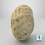 Coquille d'arachide simple