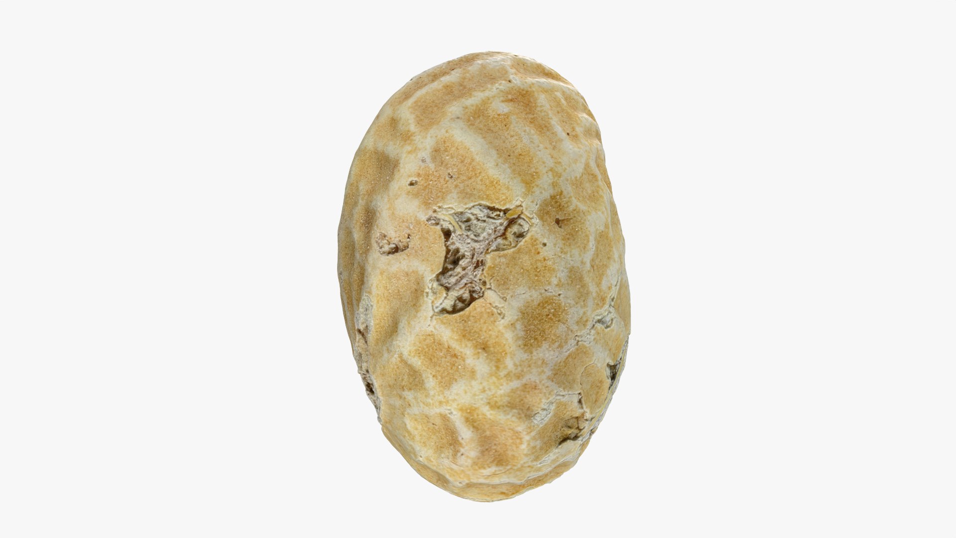 Single Peanut Shell 3D model https://p.turbosquid.com/ts-thumb/63/9IdLVC/ZK/peanutshellsingle_0008/png/1767464573/1920x1080/fit_q87/66a129f8066edc595074469f119d2a0e6ba3d835/peanutshellsingle_0008.jpg