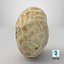 Coquille d'arachide simple