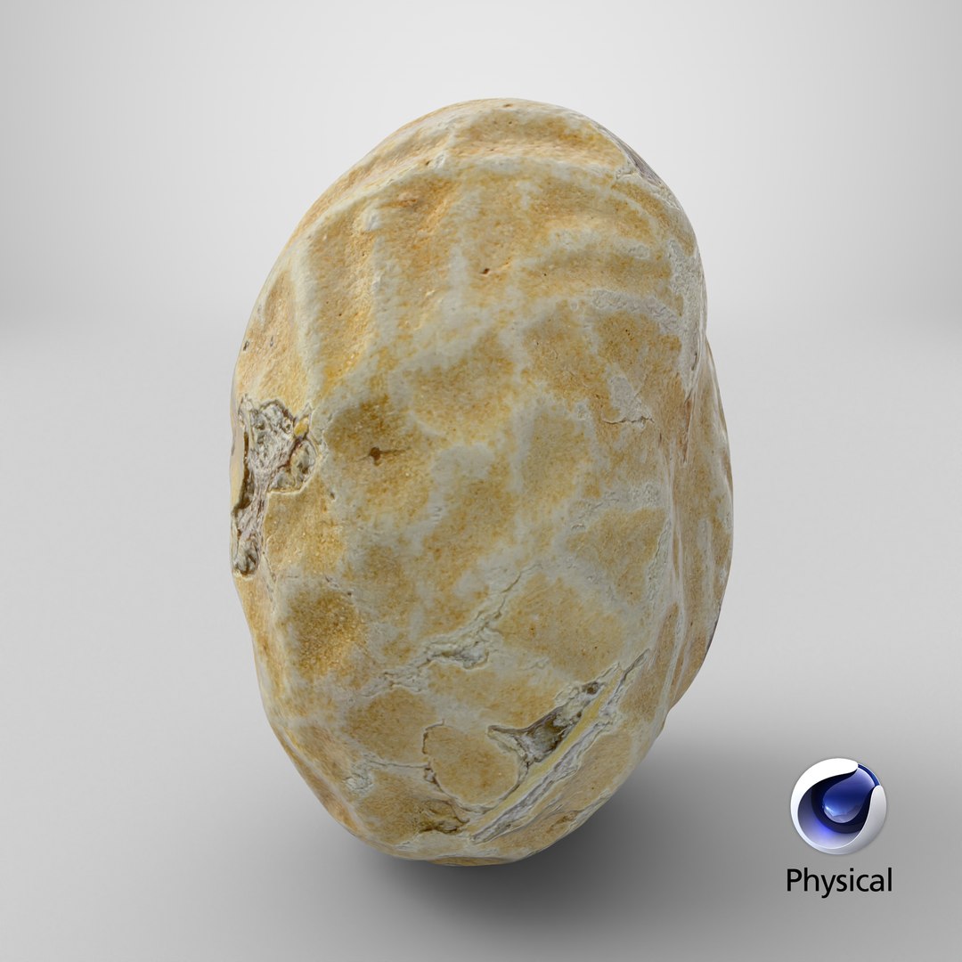 Single Peanut Shell 3D model https://p.turbosquid.com/ts-thumb/63/9IdLVC/cq/stemcell_cinema_4d_physical_render/png/1767899368/1920x1080/fit_q87/204fd2a4ca62976689752e5e53f1213db35ea074/stemcell_cinema_4d_physical_render.jpg
