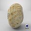 Coquille d'arachide simple