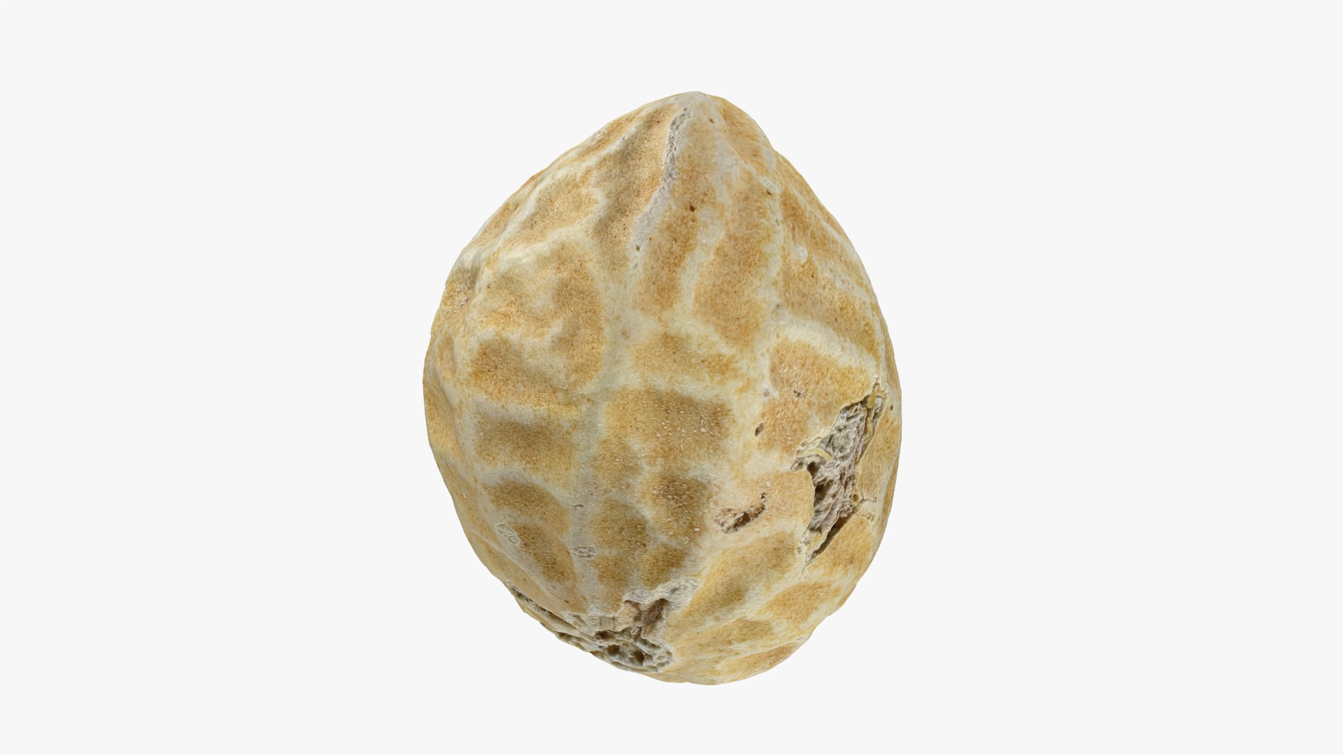 Single Peanut Shell 3D model https://p.turbosquid.com/ts-thumb/63/9IdLVC/d5/peanutshellsingle_0004/png/1767464561/1920x1080/fit_q87/e85cabde290dd150461f4114ee61c2fe109c7c8a/peanutshellsingle_0004.jpg