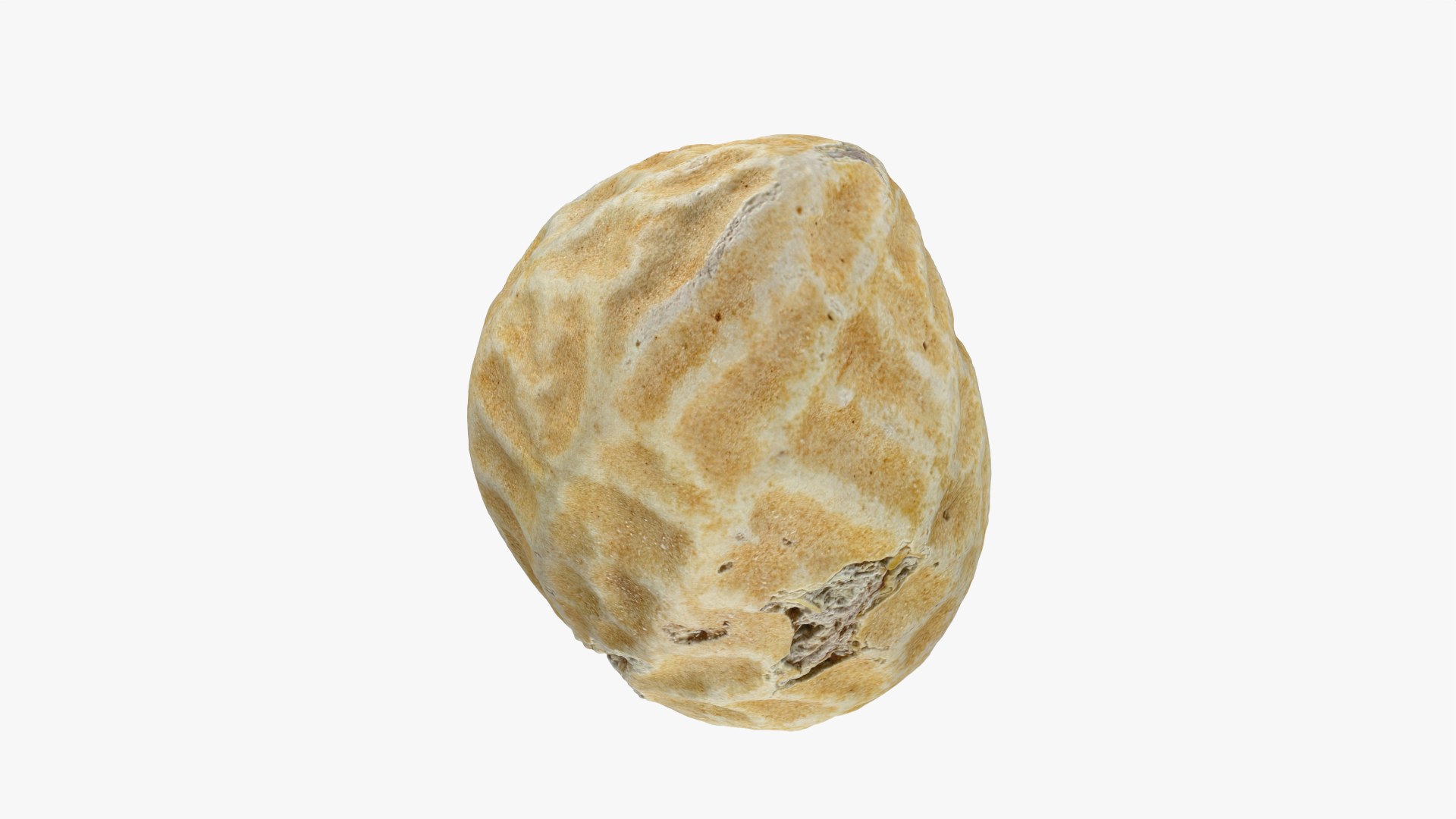Single Peanut Shell 3D model https://p.turbosquid.com/ts-thumb/63/9IdLVC/gm/peanutshellsingle_0009/png/1767464587/1920x1080/fit_q87/dcc3700f873725174db2a0b8ecebfa57a6420e1a/peanutshellsingle_0009.jpg