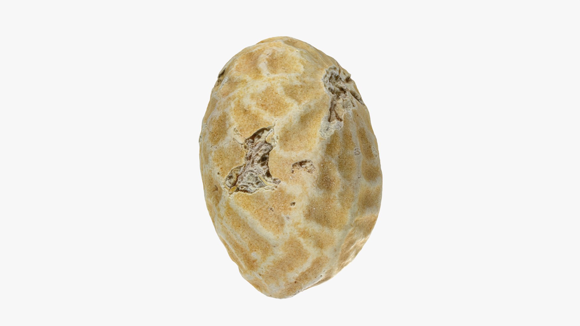 Single Peanut Shell 3D model https://p.turbosquid.com/ts-thumb/63/9IdLVC/gw/peanutshellsingle_0011/png/1767464581/1920x1080/fit_q87/99dcba734497eddd8f22b8a700c6de2628924eb0/peanutshellsingle_0011.jpg