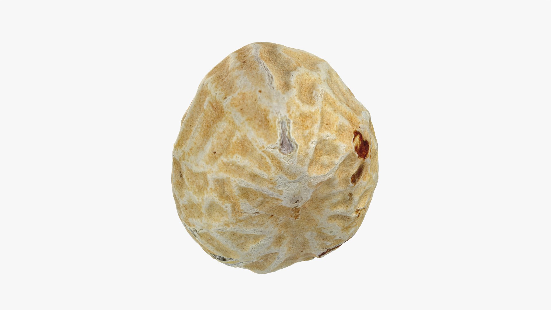 Single Peanut Shell 3D model https://p.turbosquid.com/ts-thumb/63/9IdLVC/js/peanutshellsingle_0003/png/1767464560/1920x1080/fit_q87/3d3350d563e9ae9f152938bcfdc3fba43bd3ce01/peanutshellsingle_0003.jpg