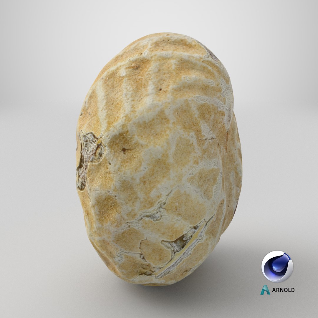 Single Peanut Shell 3D model https://p.turbosquid.com/ts-thumb/63/9IdLVC/qt/stemcell_cinema_4d_arnold_render/png/1767899367/1920x1080/fit_q87/44d71231ac6d5716d8a88243cdd4f4b3b0fcca7f/stemcell_cinema_4d_arnold_render.jpg