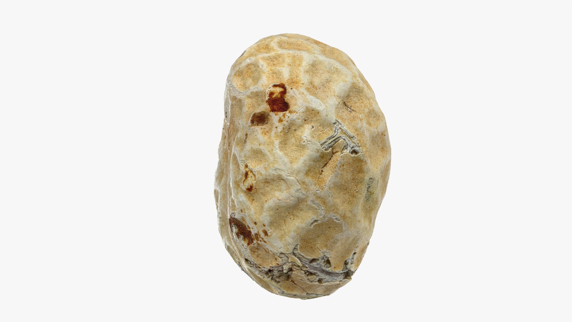 Single Peanut Shell 3D model https://p.turbosquid.com/ts-thumb/63/9IdLVC/re/peanutshellsingle_0007/png/1767464573/1920x1080/fit_q87/2508b7ed19ba28059d1f131efc134f9923cf279d/peanutshellsingle_0007.jpg