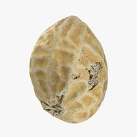 Single Peanut Shell