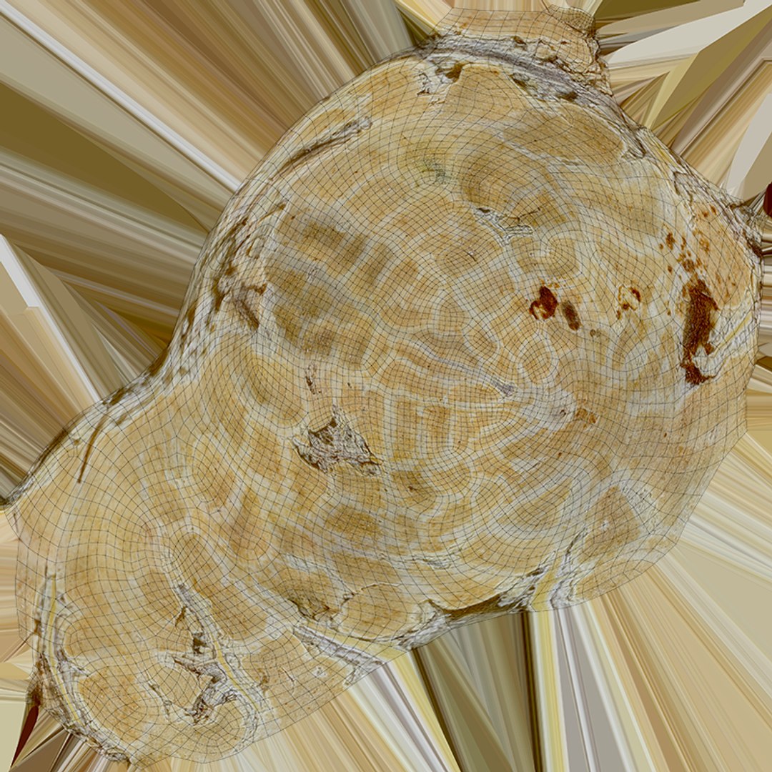 Single Peanut Shell 3D model https://p.turbosquid.com/ts-thumb/63/9IdLVC/wY/peanutshellsingle_c0004/png/1767464585/1920x1080/fit_q87/f0512dcd13762a46a7a72b2b2fa2aad182bf5149/peanutshellsingle_c0004.jpg
