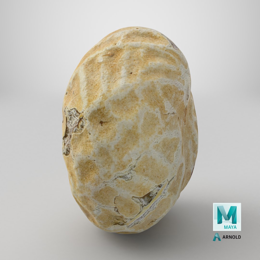 Single Peanut Shell 3D model https://p.turbosquid.com/ts-thumb/63/9IdLVC/yt/stemcell_maya_arnold_render/png/1767899362/1920x1080/fit_q87/05f9277c9e0caf15a93c9d4b21376a8f44909964/stemcell_maya_arnold_render.jpg