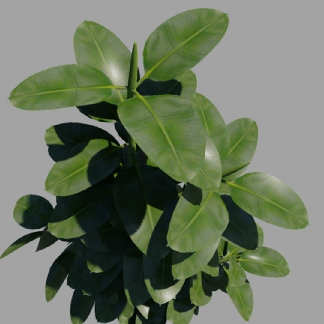3d Model Ficus Trees