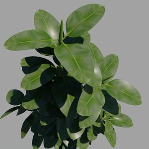 rubber_tree_construction