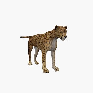 3D Cheetah model