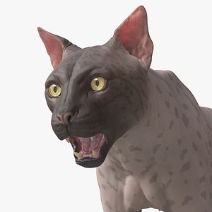 Groom Ready  Iberian Lynx with Texture Maps  Animation Topology  UDIMs  Bones and Muscles 3D model