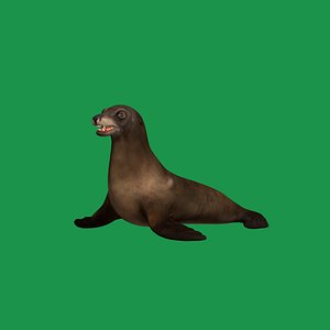 Sea Lion 3D model