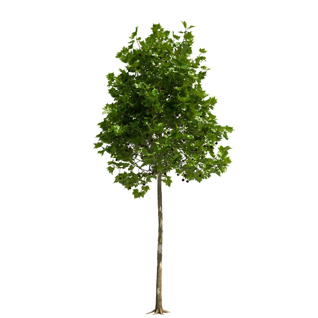 London plane tree 3D model - TurboSquid 1702656