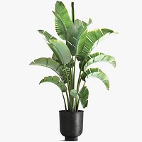 strelitzia palm in a loft pot for the interior 1111