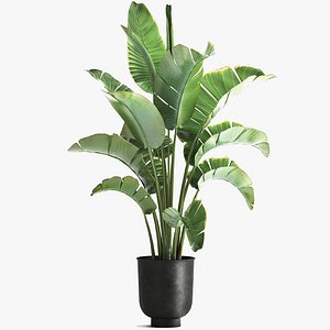 strelitzia palm in a loft pot for the interior 1111