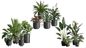 3D Indoor Plants Collection 06