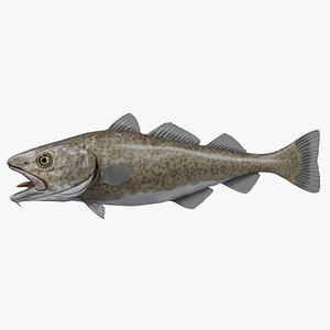 3D Cod fish rigged model