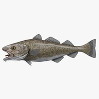 Cod fish rigged