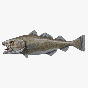 Cod fish rigged