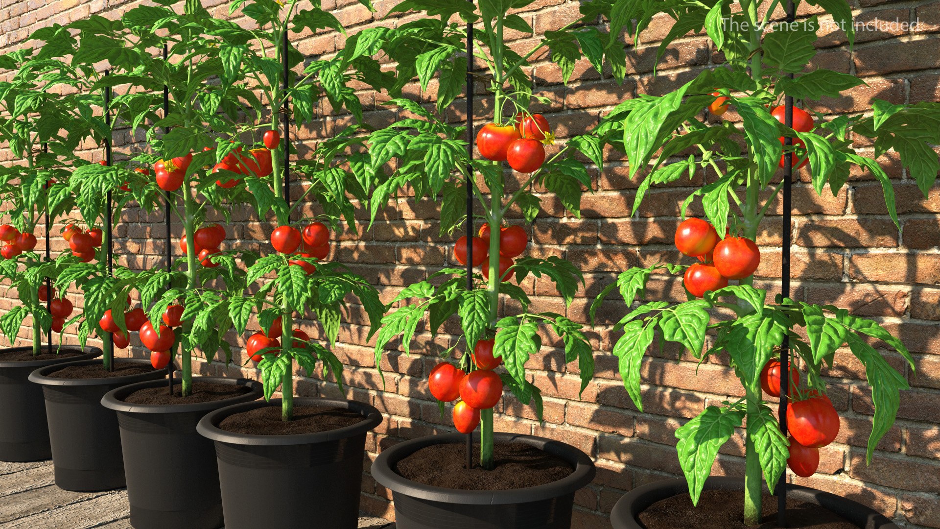 Red Organic Tomato Plant 3D model preview